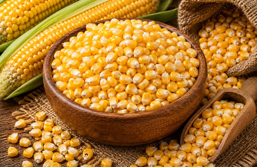 CORN MAIZE